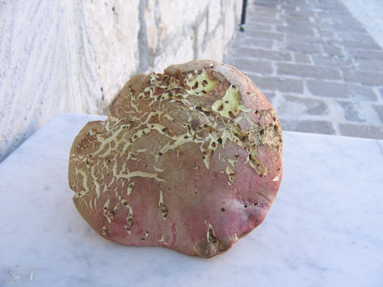 faggeta abruzzese